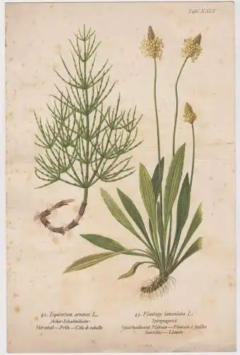 Lithografie: Pflanzen, Acker-Schachtelhalm, Spitzwegerich, Tafel XXIX, Grafik