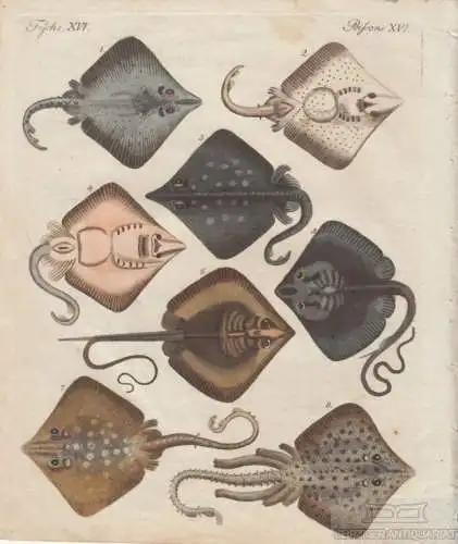 Fische. Tafel XVI. Rochen, Kupferstich, Bertuch. Kunstgrafik, 1805