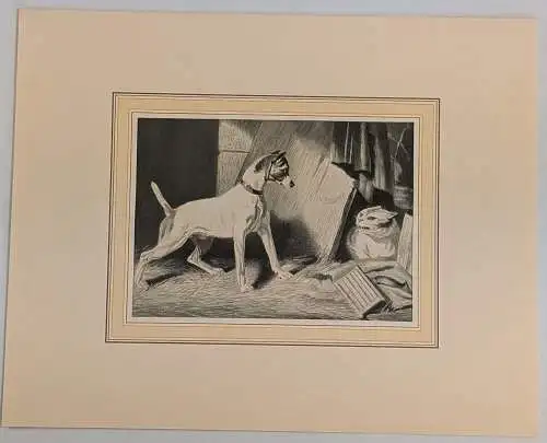 Stahlstich: Verschmähte Freundschaft, A. H. Payne, Originalgrafik, Katze, Hund