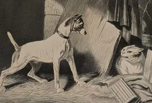 Stahlstich: Verschmähte Freundschaft, A. H. Payne, Originalgrafik, Katze, Hund