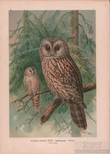 Habichtseule, Lithografie, Naumann. Kunstgrafik, 1901, Verlag Fr. Eugen Köhler