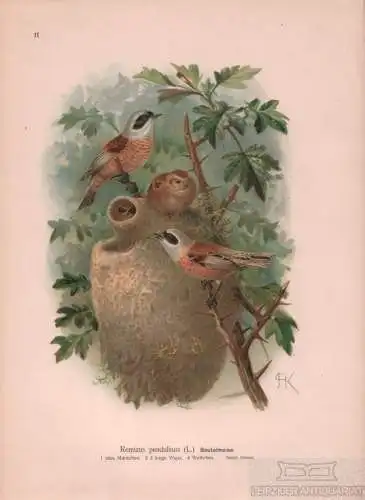 Beutelmeise, Lithografie, Naumann. Kunstgrafik, 1901, Verlag Fr. Eugen Köhler