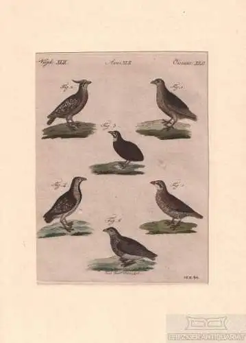 Vögel. Tafel XLII. Wachteln, Kupferstich, Bertuch. Kunstgrafik, 1805