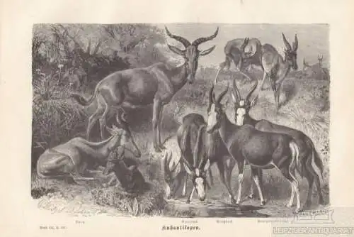 Kuhantilopen. Buntbock. Bläßbock. Senegalantilope. aus Brehms... Holzstich. 1877