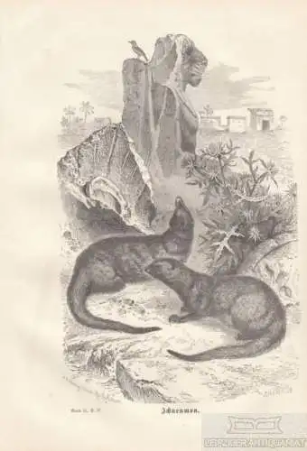 Ichneumon. aus Brehms Thierleben, Holzstich. Kunstgrafik, 1876, gebraucht, gut