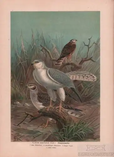 Steppenweihe, Lithografie, Naumann. Kunstgrafik, 1901, Verlag Fr. Eugen Köhler