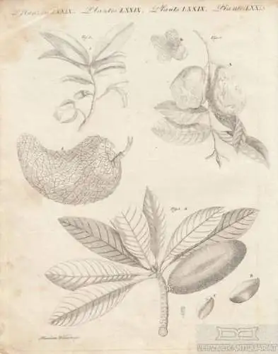 Pflanzen. Tafel LXXIX. Guave, Kupferstich, Bertuch. Kunstgrafik, 1805