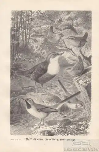 Wasserschwätzer. Zaunkönig. Gebirgsstelze. aus Brehms Thierleben, Holzstich