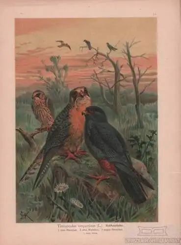 Rotfussfalke, Lithografie, Naumann. Kunstgrafik, 1901, Verlag Fr. Eugen Köhler