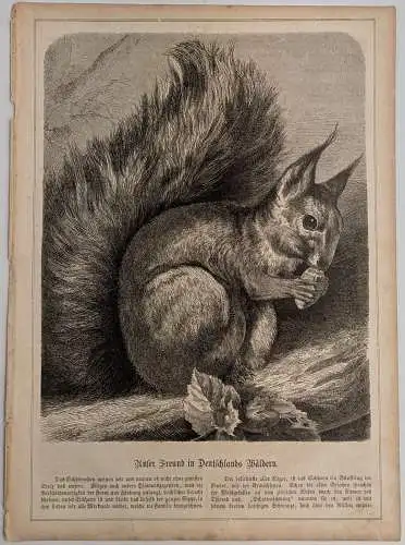 Holzstich: Unser Freund in Deutschlands Wäldern, Eichhörnchen, Daheim, Grafik