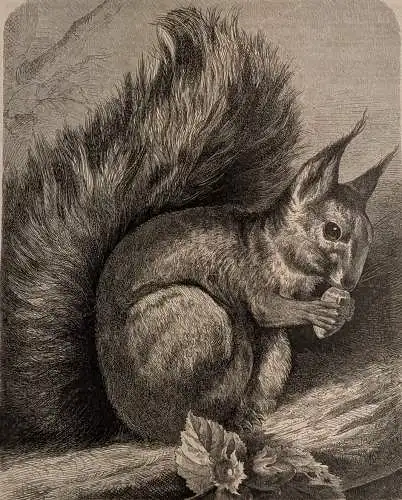 Holzstich: Unser Freund in Deutschlands Wäldern, Eichhörnchen, Daheim, Grafik