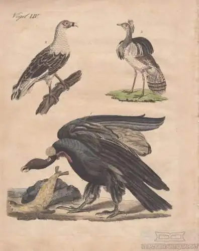 Vögel. Tafel LIV. Raubvögel, Kupferstich, Bertuch. Kunstgrafik, 1805