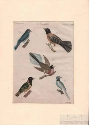 Vögel. Tafel LXXIV. Vögel, Kupferstich, Bertuch. Kunstgrafik, 1805