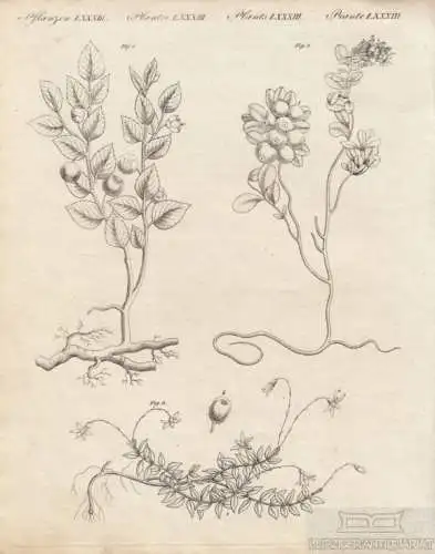 Pflanzen. Tafel LXXXIII. Beeren Sträucher, Kupferstich, Bertuch. Kunstgrafik