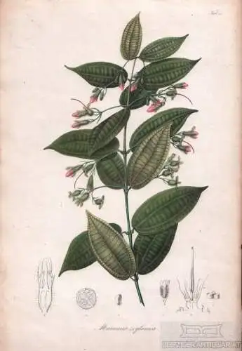 Lithographie: Marumia Zeylanica, Blume, Karl Ludwig. Kunstgrafik, 1858, Tab. 5