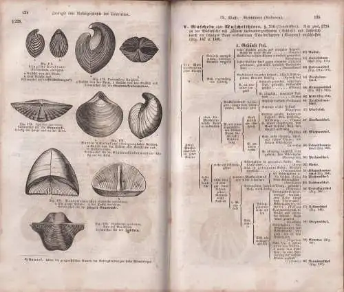 Buch: Analytischer Leitfaden, Erstes bis drittes Heft, Joh. Leunis, 1852, Hahn