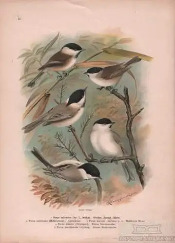 Weiden-(Sumpf-) Meise. Alpenmeise. Nordische Meise. Kl.+Gr... Lithografie. 1901