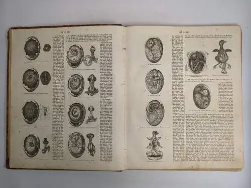 Buch: Oken's Allgemeine Naturgeschichte, Thierreich II. Band Vögel, Insekten