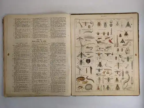 Buch: Oken's Allgemeine Naturgeschichte, Thierreich II. Band Vögel, Insekten