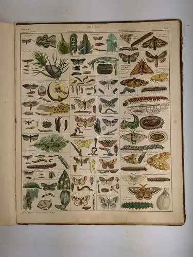Buch: Oken's Allgemeine Naturgeschichte, Thierreich II. Band Vögel, Insekten
