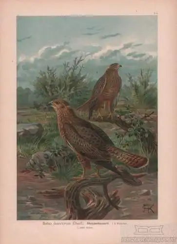Steppenbussard, Lithografie, Naumann. Kunstgrafik, 1901, Verlag Fr. Eugen Köhler