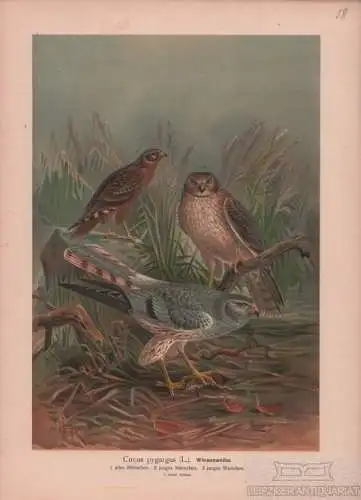 Wiesenweihe, Lithografie, Naumann. Kunstgrafik, 1901, Verlag Fr. Eugen Köhler