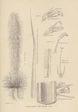 Buch: Zum Rudolph-See und Stephanie-See, Höhnel, Ludwig Ritter von. 1892