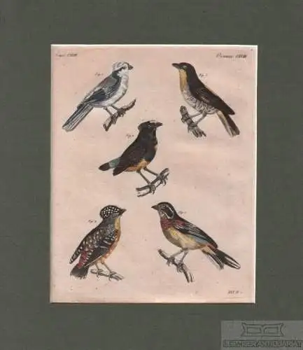 Vögel. Tafel CXVIII. Meise. Manakin. gefleckte Pardalote, Kupferstich, Bertuch
