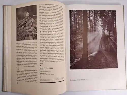 Das Tier Heft 1-12 / 1929, Fritz Peltzer, 12 Hefte, Zeitschrift, gebraucht, gut