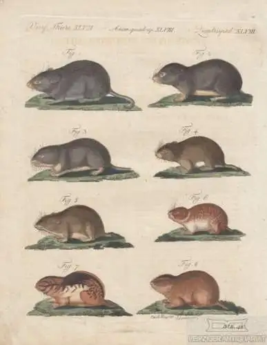 Vierf. Thiere. Tafel XLVIII. Nagetiere. Ratte, Kupferstich, Bertuch. Kunstgrafik