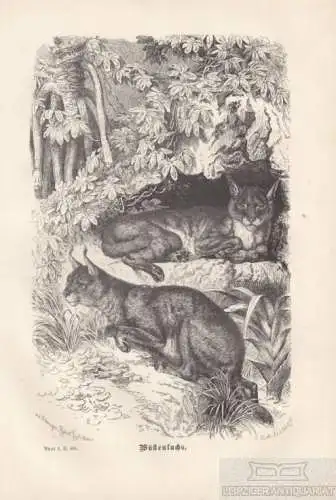 Wüstenluchs. aus Brehms Thierleben, Holzstich. Kunstgrafik, 1876, gebraucht, gut
