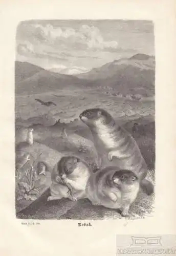 Bobak. aus Brehms Thierleben, Holzstich. Kunstgrafik, 1876, gebraucht, gut