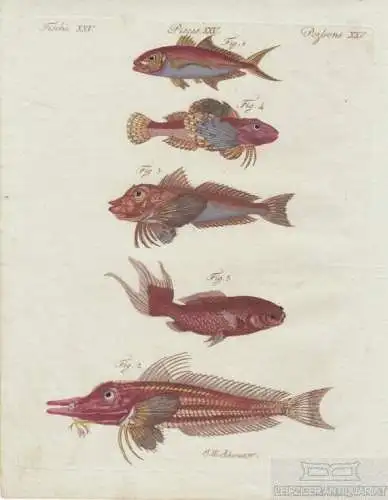 Fische. Tafel XXV. Rote Makrele. Gabel-Fisch, Kupferstich, Bertuch. Kunstgrafik