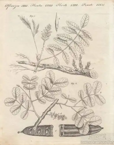 Pflanzen. Tafel LXXXI. Süßholz. Johannisbrotbaum, Kupferstich, Bertuch. 1805