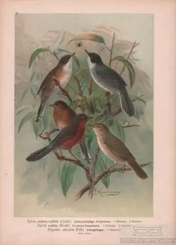 Schwarzköpfige Grasmücke. Provence-Grasmücke. Zwergsänger, Lithografie, Naumann