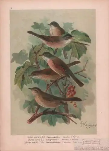 Zaungrasmücke. Dorngrasmücke. Gartengrasmücke, Lithografie, Naumann. Kunstgrafik