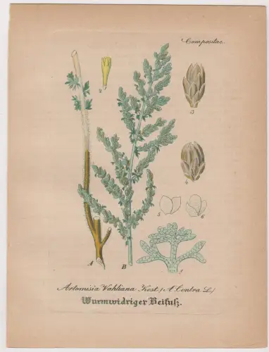 Radierung: Wurmwidriger Beif, Artemisia Vahliana, Grafik, Pflanzen, Mehrfarbig