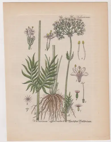 Radierung: Valeriana ofticinalis L., Echter Baldrian, Valeria neae., Pflanzen