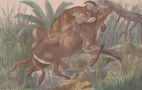 Radierung: Tiger und javanischer Stier, Guido Hammer, um 1870, Natur, Mehrfarbig