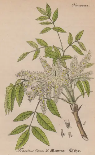 Radierung: Manna-Esche, Fraxinus Ornus L, Grafik, Pflanzen, Mehrfarbig, Lexikon