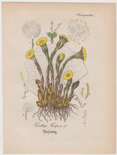 Radierung: Huflattig, Tussillago Farfara L, Grafik, Pflanzen, Mehrfarbig, Lexika