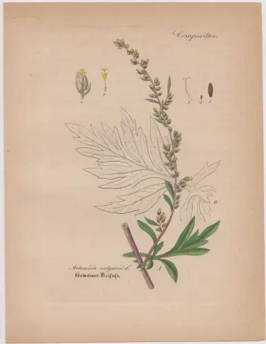 Radierung: Gemeiner Beifuss, Artemisia vulgaris L, Grafik, Pflanzen, Mehrfarbig