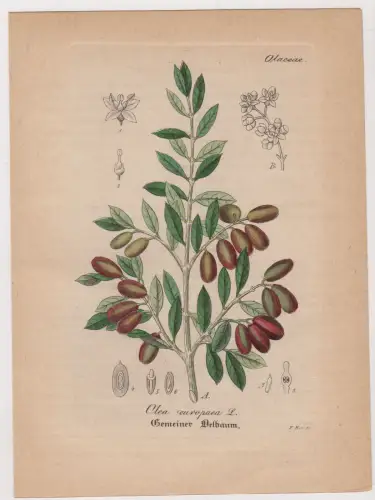 Radierung: Gemeiner Oelbaum, Olea europaea L, Grafik, Pflanzen, Mehrfarbig