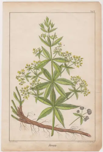 Mehrfarben-Lithografie: Krapp, Pflanzen, Tafel 2, Ernst Schaefer, Böhme, Leipzig