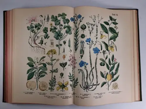 Buch: Naturgeschichte d. Pflanzenreichs, Fünfstück, M., o. J., Süddt. Vlgs.-Inst