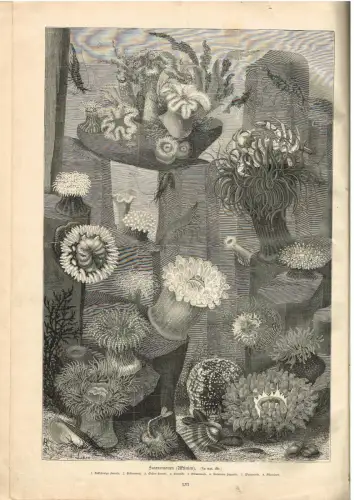 Buch: Der Zoologische Garten, J. J. Weber, Mützel, Beckmann, Friese, Henkel