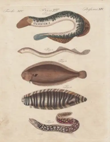 Fische. Tafel XIV. Lamprete. Muräne. Neunauge, Kupferstich, Bertuch. Kunstgrafik