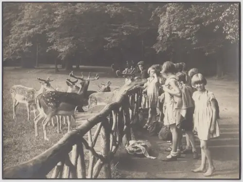 Fotografie Kindergruppe mit Damwild, auf Karton aufgezogen, schwarzweiß