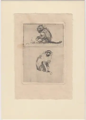 Kaltnadelradierung, Äffchen, Grafik, Tiere, Druckgrafik, Kunstdrucke, Zoologie