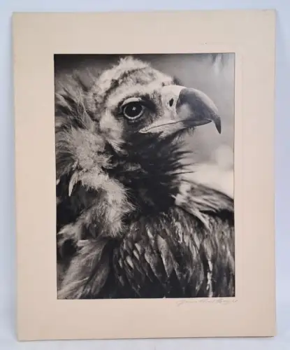 Fotografie: Geier. Günther Beyer, Weimar, signiert! Mitte 20. Jahrhundert